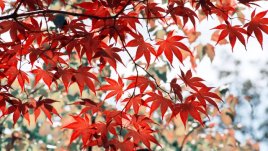 Къде рисува есента