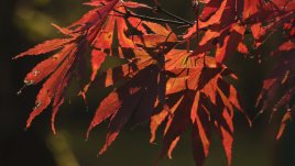 Топли ветрове