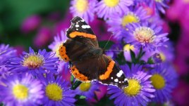 Пъстроцветна любов