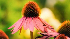 Билки за добро функциониране на щитовидната жлеза