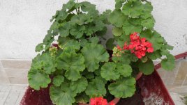 Импровизиран цветарник в градината