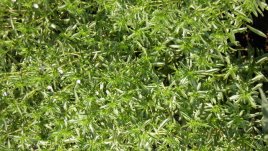 Да си изсушим сами чубрица?