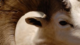 Много задачи и работа очакват Козирога