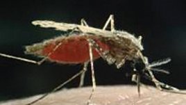 За лято без комари и кърлежи