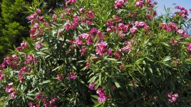 Олеандър – сладък аромат за градината