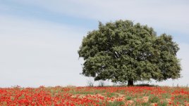 Японска мъдрост на деня