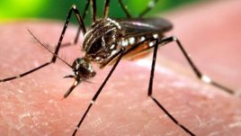 Какво трябва да знаем за вируса Зика?