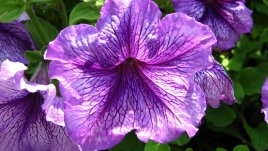 Петуния – феята на градинските цветя