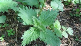 Всички рецепти с коприва на едно място