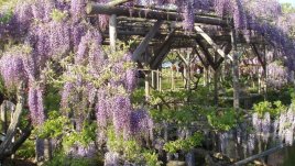 Вистерия или глициния – увивна красавица с прелестни цветове 