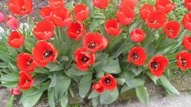 Лалетата –  пеперудена феерия