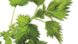 Коприва за здрава и красива коса