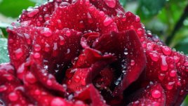 Да си направим розова вода