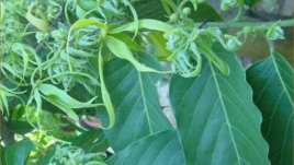 Етерично масло от иланг-иланг укрепва здравето