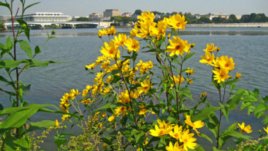 Парти за сребърната и златната сватба на баба и дядо