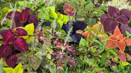 Хипоестес – винаги интересен със своята окраска