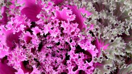 Червени зеленчуци – защо са толкова полезни? 