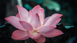 Мисъл на деня за вярата в себе си