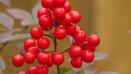 Червената боровинка топи мазнини