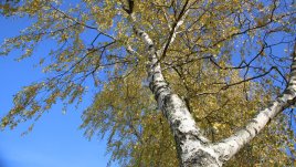 Сок от бреза спира косопада