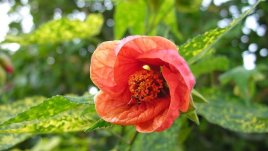 Абутилон – нежен, елегантен и лесен за отглеждане