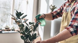 5 неща, които да правите за растенията си, освен да ги поливате 