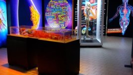 Изложбата „Човешкото тяло – Науката в нас“ удължава престоя си в София до 30-и 