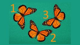 Тест: Изберете пеперуда и вижте какво ви очаква в рамките на месец