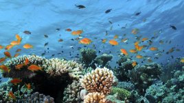 Вдъхновение на седмицата: Чудото на подводния свят