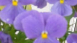 Градината през март