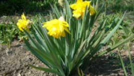 Засаждане на луковици