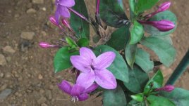 Еантемум – субтропическа цветна експлозия