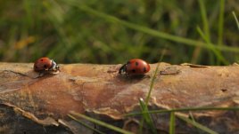 Нашата есен с дъх на любов!
