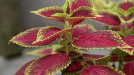 Шарена копривка за настроение