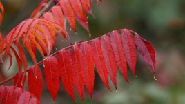 Какво да направим с есенните листа?