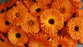 За какво е полезен цветът от невен?