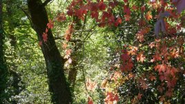 Есен, върни ми любовта