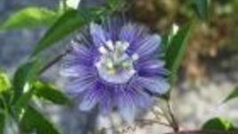 Пасифлората - красива "Мъченица"