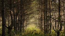 Есенни видения