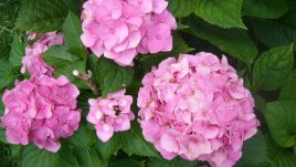 Хортензия – коледна украса по всяко време