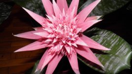 Цвете само за ценители