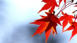 Есенна любов