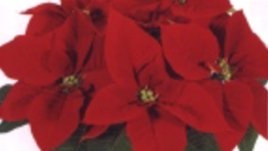 Коледна звезда