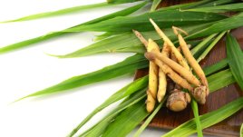 Здравословните ползи от сибирския женшен