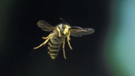 Лятото и жилещите насекоми