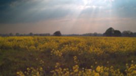 Еньова китка