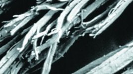 Косата - силна и нежна