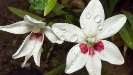 Крехка и нежна фрезия – как да я отглеждаме?