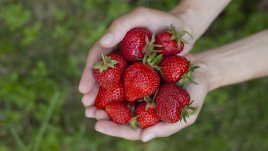 6 трика, които запазват ягодите свежи