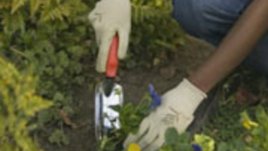 Пролетно засаждане на цветя